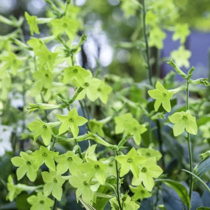 Tabák Perfumowany Lime - Nicotiana sanderae - nasiona tytoniu - 50 szt.