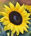 Slunečnice Sunrich Lemon - Helianthus annuus - semena slunečnice - 8 ks