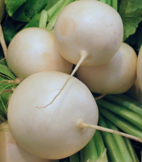 Ředkvička Albena - Raphanus sativus - semena ředkvičky - 300 ks