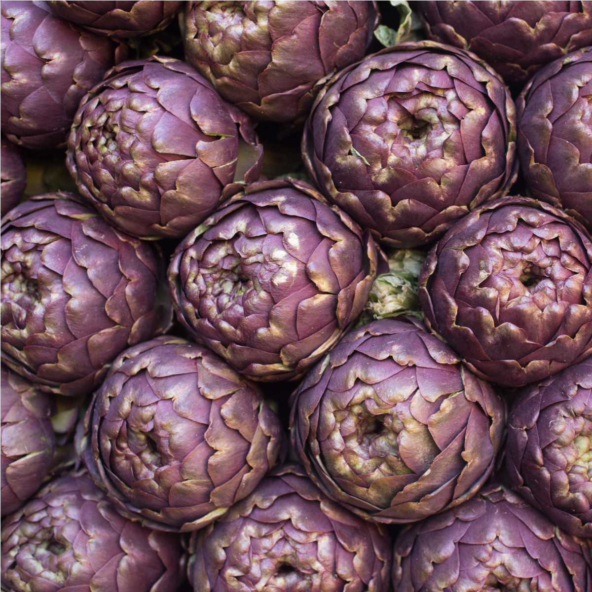 Artyčok fialový - Cynara scolymus - semena artyčoku - 15 ks