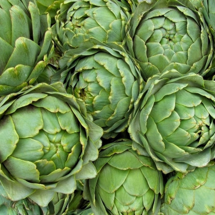 Artyčok zelený Grosse von Laon - Cynara scolymus - semena artyčoku - 20 ks