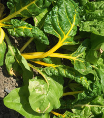 Mangold żółty Giallo - Beta vulgaris - nasiona mangoldu - 60 szt.