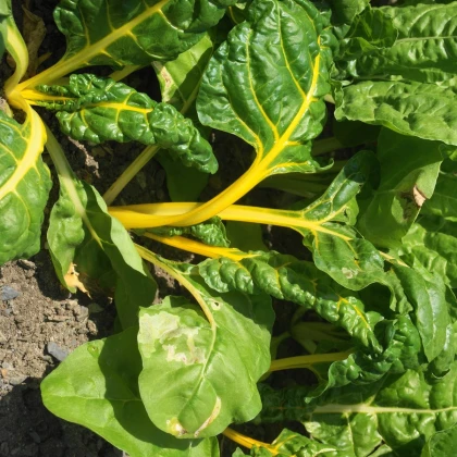 Mangold żółty Giallo - Beta vulgaris - nasiona mangoldu - 60 szt.