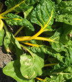 Mangold żółty Giallo - Beta vulgaris - nasiona mangoldu - 60 szt.