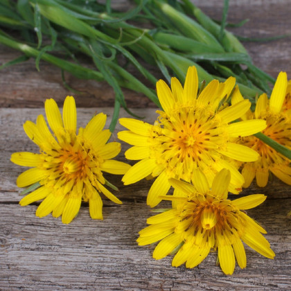 Černý kořen - Hadí mord španělský - Scorzonera hispanica - semena černého kořene - 120 ks
