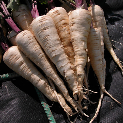 Pastiňák Kamo - Pastinaca sativa - semena pastiňáku - 200 ks