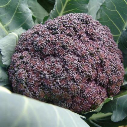 Brokolice Miranda - Brassica oleracea - semena brokolice - 30 ks