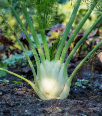 Fenykl bulvový Finale - Foeniculum vulgare - semena fenyklu - 45 ks