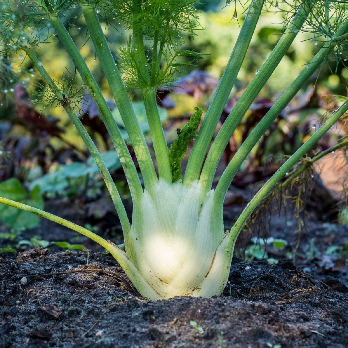 Fenykl bulvový Finale - Foeniculum vulgare - semena fenyklu - 45 ks