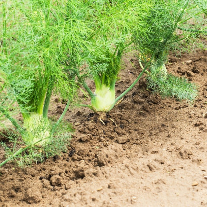 Fenykl bulvový Zefa fino - Foeniculum vulgare - semena fenyklu - 100 ks