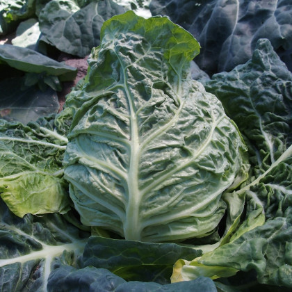 Kapusta raná žlutá - Brassica oleracea - semena kapusty - 150 ks