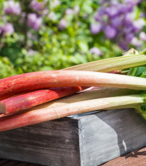 Rebarbora Red Champagne - Rheum rhabarbarum - prostokořenné sazenice rebarbory - 1 ks