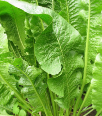 Selský křen - Armoracia rusticana - kořenový řízek k sázení - 1 ks