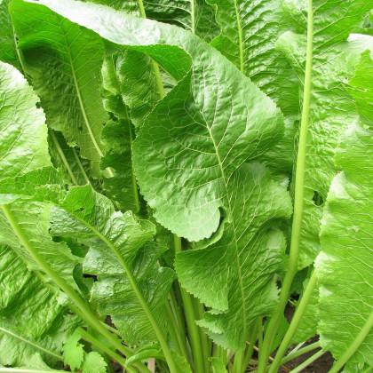 Selský křen - Armoracia rusticana - kořenový řízek k sázení - 1 ks