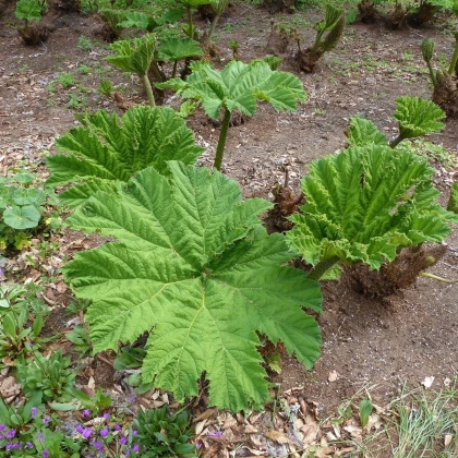 Barota rukávovitá - Gunnera manicata - semena baroty - 6 ks