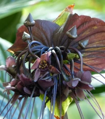 Taka velkokvětá - Tacca chantrieri - semena taky - 3 ks