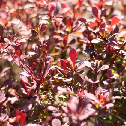 Červený dráč - Berberis thunbergii atropurpurea - semena dráče - 5 ks