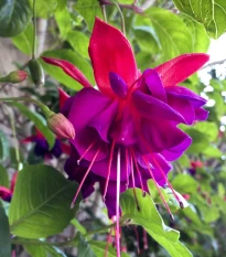Fuchsie bolívijská - Fuchsia boliviana - semena fuchsie - 15 ks
