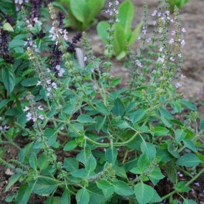 Bazalka pravá Spice - Ocimum basilicum - semena bazalky - 30 ks