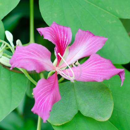 Orchidejový strom - Bauhinia purpurea - semena orchidejového stromu - 4 ks