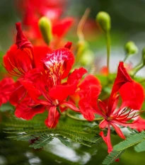 Ohňový strom - Delonix regia - semena ohňového stromu - 6 ks