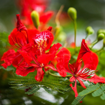 Ohňový strom - Delonix regia - semena ohňového stromu - 6 ks