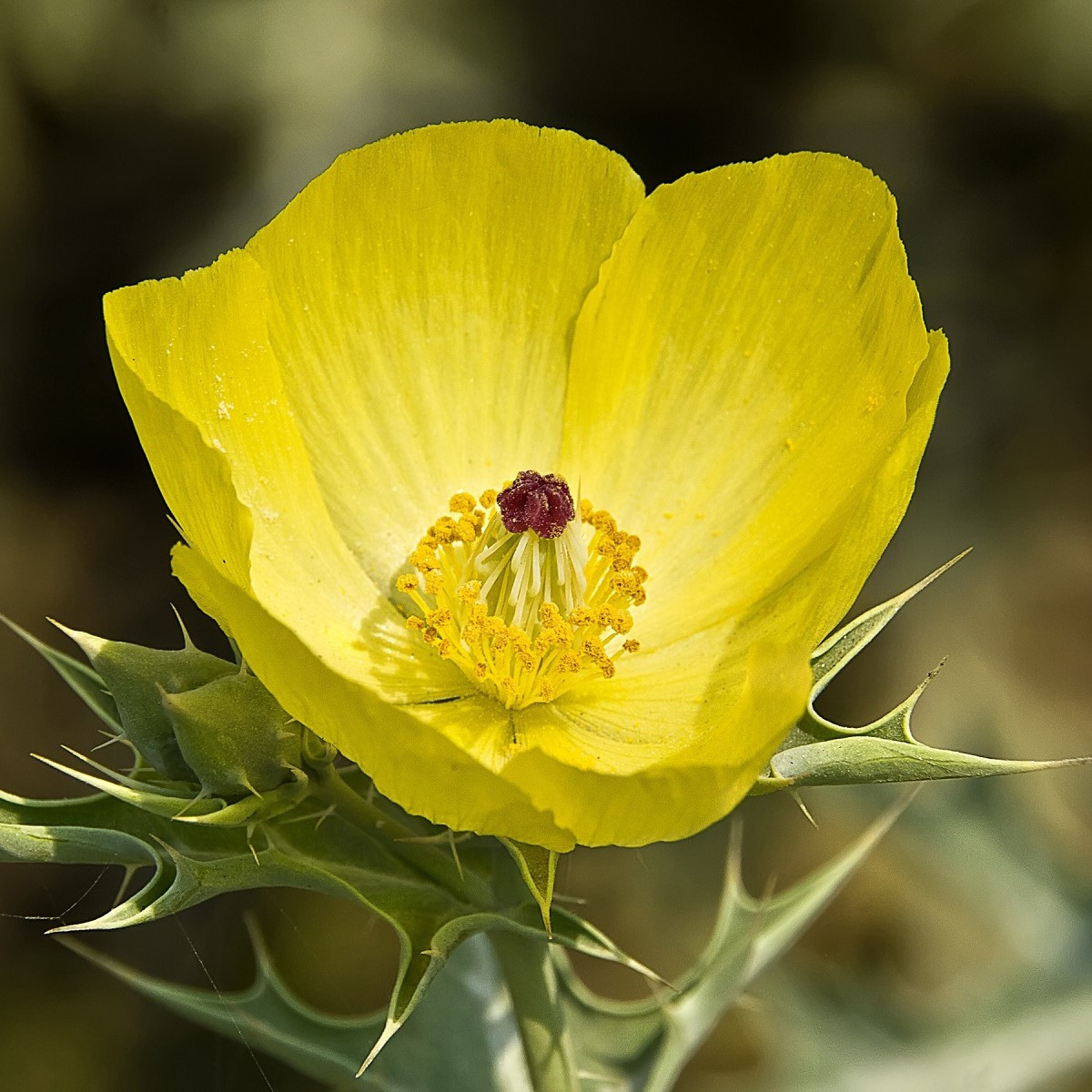 Mexický mák - Argemone mexicana - semena máku - 20 ks