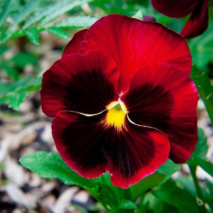 Maceška červená Abendglut - Viola wittrockiana - semena macešky - 200 ks