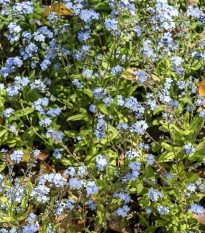 Pomněnka alpinská zakrslá - Myosotis alpestris - semena pomněnky - 700 ks