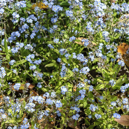 Pomněnka alpinská zakrslá - Myosotis alpestris - semena pomněnky - 700 ks