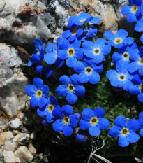Pomněnka alpská modrá - Myosotis alpestris - semena pomněnky - 130 ks