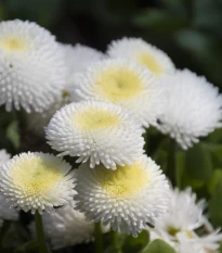 Sedmikráska pomponková bílá - Bellis perennis - semena sedmikrásky - 0,1 g