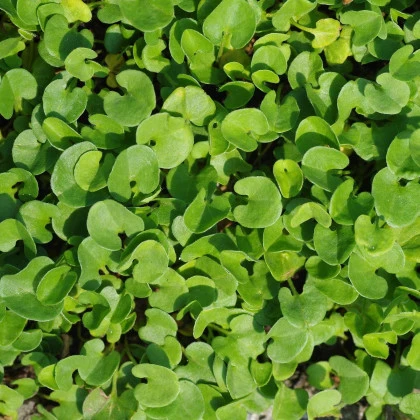 Stříbrný déšť - Dichondra repens - semena stříbrného deště - 8 ks