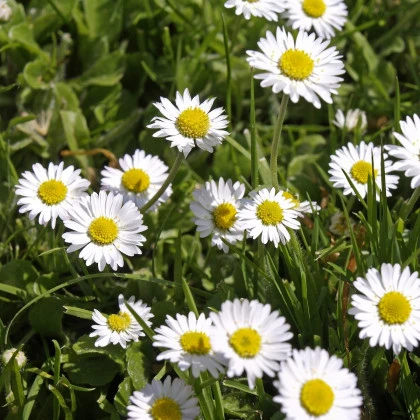 Sedmikráska jednoduchá bílá - Bellis perennis - semena sedmikrásky - 70 ks