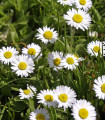 Sedmikráska jednoduchá bílá - Bellis perennis - semena sedmikrásky - 70 ks