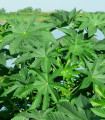 Skočec obecný Zanzibarensis - Ricinus communis - semena skočce - 3 ks