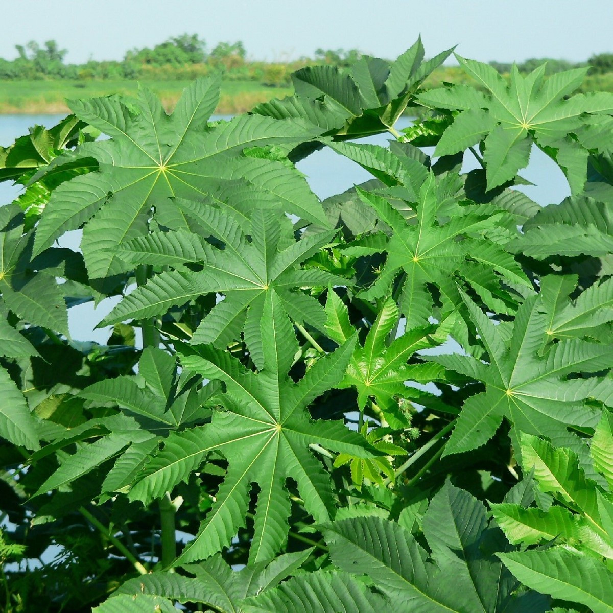 Skočec obecný Zanzibarensis - Ricinus communis - semena skočce - 3 ks