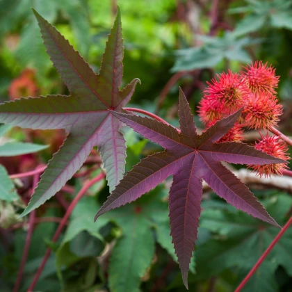 Skočec obecný červený - Ricinus communis gibsoni - semena skočce - 3 ks