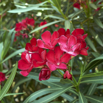 Oleandr - Nerium - semena oleandru - 10 ks
