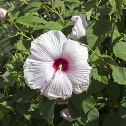 Ibišek bahenní Mallow Rose - Hibiscus moscheutos - semena ibišku - 5 ks