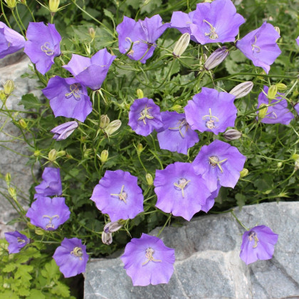 Zvonek karpatský modrý - Campanula carpatica - semena zvonku - 400 ks