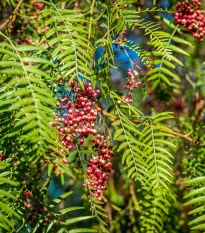Pepřovec - Schinus molle - semena pepřovce - 5 ks