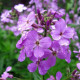 Večernice vonná - Hesperis matronalis - semena večernice - 100 ks