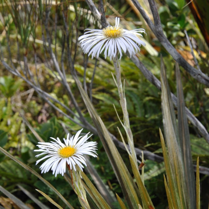 Celmisie - Celmisia semicordata - semena celmisie - 6 ks