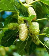 Morušovník bílý - Morus alba - semena morušovníku - 5 ks