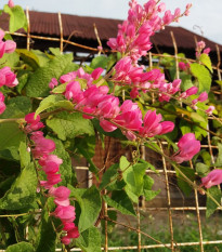 Antigonon meksykański - Antigonon leptopus - nasiona antigononu - 15 szt.