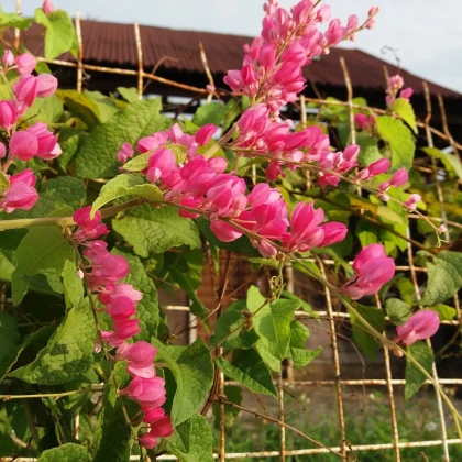 Antigonon meksykański - Antigonon leptopus - nasiona antigononu - 15 szt.