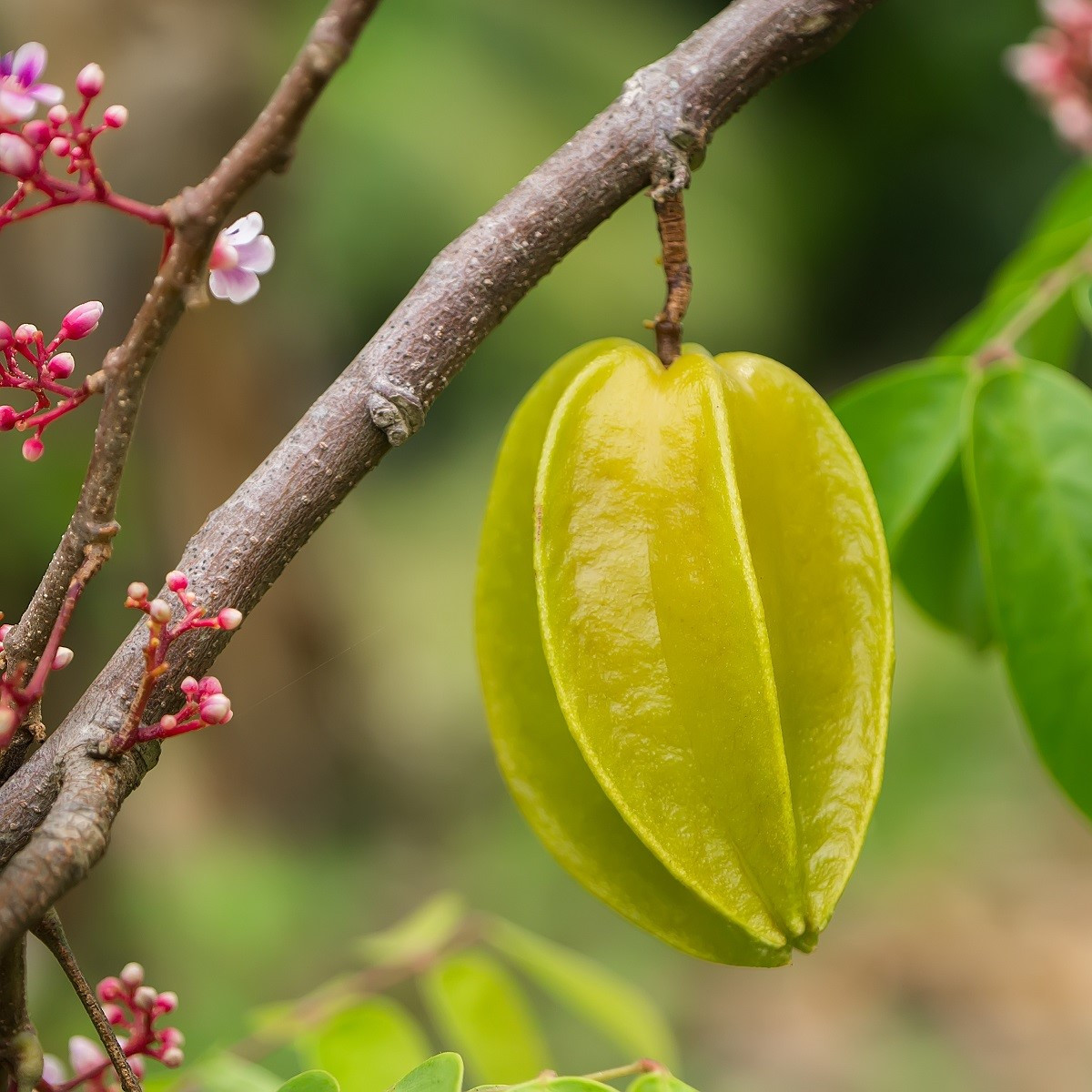 Karambola - Čínská hvězdice - Averrhoa carambola - semena karamboly - 5 ks