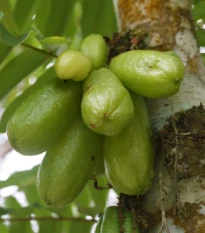 Bilimbi - Averrhoa bilimbi - semena bilimbi - 5 ks