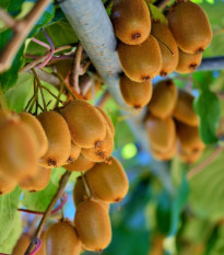 Kiwi čínské - Actinidia chinensis - semena kiwi - 5 ks
